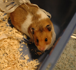 Freddy (hamster) at 10 weeks.